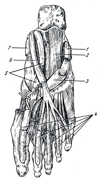 . 106.  ,  ,  . 1 - vagina synovialis mm. peroneorum communis; 2 - lig. plantare longum; 3 - vagina tendinis m. peronei longi plantaris; 4 - vaginae tendinum digitales pedis; 5 - vagina tendinis m. flexoris hallucis longi; 6 - vagina tendinis m. flexoris digitorum longi; 7 - vagina tendinis m. tibialis postericris