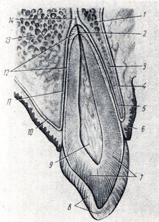 . 111.   ()      (  - ). 1, 13 - substantia spongiosa maxillae; 2 - canalis radicis dentis; 3 - substantia compacta maxillae; 4, 10 - periosteum maxillae; 5, 11 - periodontium; 6 - gingiva; 7 - dentinum; 8 - enamelum; 9 - pulpa dentis; 12 - cementum; 14 - ,   foramen apicis dentis