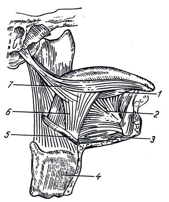 . 116.  . 1 - m. longitudinalis inferior; 2 - m. genioglossus; 3 - m. geniohyoideus; 4 - rtilago thyreoidea; 5 - os hyoideum; 6 - m. hyoglossus; 7 - m. styloglossus