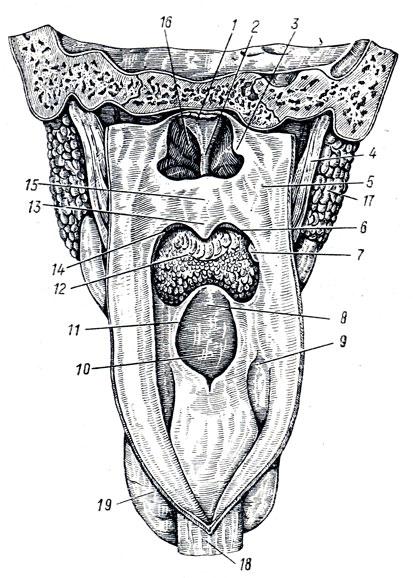 . 119. ,          . 1 - fornix pharyngis; 2 - septum nasi; 3 - torus tubarius; 4 - m. stylopharyngeal 5 -   ; 6 - arcus palatopharyngeus; 7 - tonsilla palatina; 8 - epiglottis; 9 - recessus piriformis; 10 - aditus laryngis; 11 - plica aryepiglottica; 12 - isthmus faucium;    radix linguae; 13 - uvula; 14 - arcus palatoglossus; 15 -   palatum molle; 16 - choana sinistra; 17 - glandula parous; 18 - esophagus; 19 - glangula thyreoidea