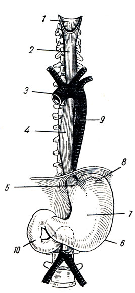 . 121.   . 1 -   ; 2, 4 - esophagus; 3 - arcus aortae; 5 -   ; 6 - curvatura ventriculi major; 7 - ventriculus (paries anterior); 8 - fornix ventriculi; 9 - aorta; 10 - duodenum