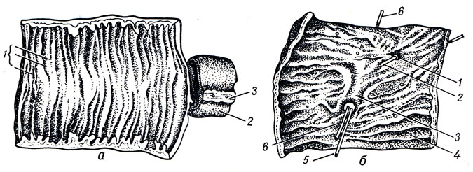 . 134.    .  -  : 1 - plicae circulares; 2 - tunica serosa; 3 -   mesenterium;  -    : 1 - papilla duodeni minor; 2 -   ductus pancreaticus accessorus; 3 - plica longitudinalis duodeni; 4 - plica circularis; 5, 6 - ,   ductus pancreaticus  ductus choledochus
