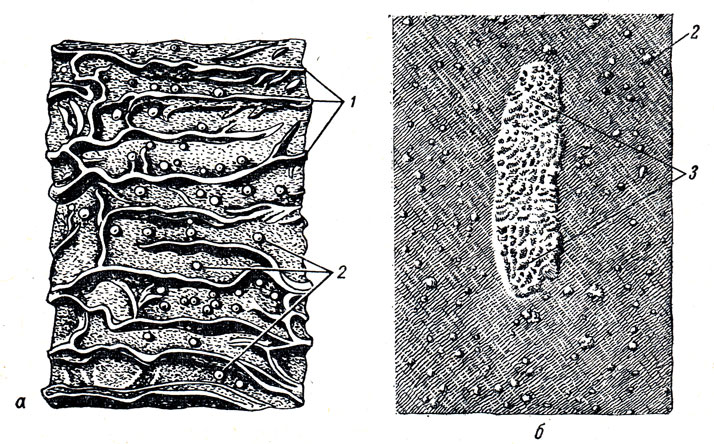 . 135.    .  -  :  -    ; 1 - plicae circulates; 2 - folliculares; lymphatici solitarii; 3 - folliculi lymphatici aggregati