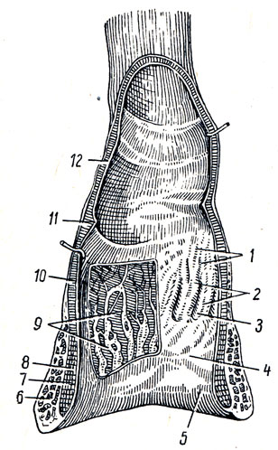 . 138.  ,  . 1 - folliculi lymphatici; 2 - columnae anales; 3 - sinus analis; 4 - zona hemorrhoidalis; 5 - cutis; 6 - m. sphincter ani externus; 7 - m. sphincter ani internus; 8 - tunica muscularis (stratum longitudinale); 9 - plexus hemorrhoidalis; 10 - tunica muscularis (stratum circulare); 11 - plica transversalis recti; 12 - tunica mucosa