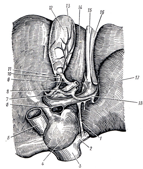 . 141.  . 1 - lig. venosum; 2 - v. hepatica sinistra; 3, 5 - v. cava inferior; 4 - lobus caudatus; 6 - v. portae; 7 - a. hepatica propria; 8 - ductus hepaticus communis; 9 - ductus choledochus; 10 - ductus cysticus; 11 - a. cystica; 12 - vesica fellea; 13 - fundus vesicae felleae; 14 - lobus quadratus; 15 - lig. teres hepatis; 16 - lig. falci forme hepatis; 17 - lobus sinister; 18 - r. sinister a. hepaticae propriae