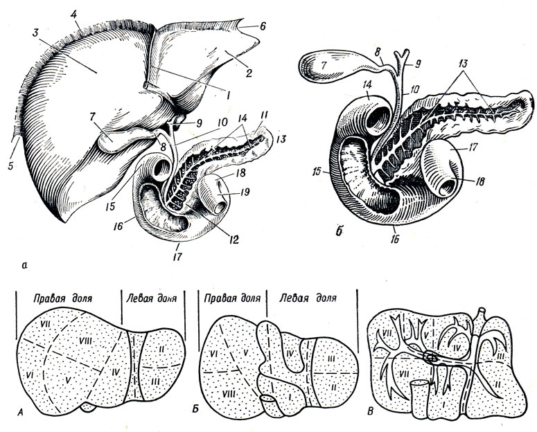 . 143.    ().    ().  - ,  ,     ;  -  ,     : 1 - lig. falciforme hepatis; 2 - lobus sinister hepatis; 3 - lobus dexter hepatis; 4, 5, 6 - lig. coronarium hepatis; 7 - vesica fellea; 8 - ductus cysticus; 9 - ductus hepaticus communis; 10 - ductus choledochus; 11 - corpus pancreatis; 12 - caput pancreatis; 13 - ductus pancreaticus ( ); 14 - pars superior duodeni; 15 - pars descendens duodeni; 16 - pars horizontalis (inferior) duodeni; 17 - pars ascendens duodeni; 18 -   .  -   ;  -  ;  -     (   ).      ( Couinaud)