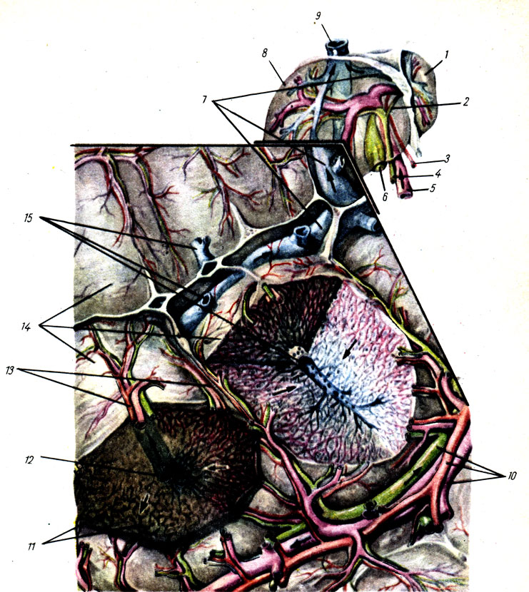 . 142.   ( . . ). 1 - hepar (lobus sinister); 2 - ductus hepaticus comm.; 3 - a. hepatica propria; 4 - ductus choledochus; 5 - v. portae; 6 - vesica fellea; 7 - vv. hepaticae; 8 - hepar (lobus dexter); 9 - v. cava inferior; 10 -      ; 11 -    ; 12 - v. centralis; 13 - . interlobulares; 14 - lobuli hepatis; 15 - vv. centrales