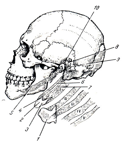 . 151.        (   . . ). 1 -  ; 2 -   ; 3 -    ; 4 -  ,  I   ; 5 -   (  ); 6 -  ; 7 -  ; 8 - ; 9 - ; 10 - . I, II, III, IV, V -  
