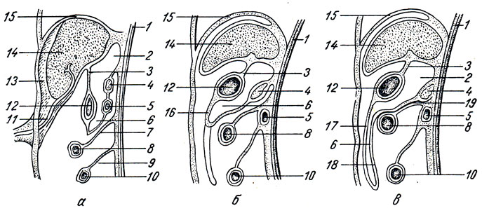 . 153.       (   ).  -     ,   mesogastrium,       ;  -  ,     ,       ;  -       mesocolon transversum. 1 - ; 2 -   ; 3 -  ; 4 -  ; 5 -  ; 6 -   ; 7 -    ; 8 -   ; 9 -   ; 10 -  ; 11 -  ; 12 - ; 13 - lig. falciforme; 14 - ; 15 - ; 16 -  ; 17 -    ; 18 -    ; 19 -        mesocolon transversum