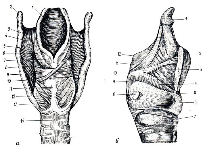 . 155.  .  -  : 1 - epiglottis; 2 - cornu majus ossis hyoidei; 3 - lig. thyreohyoideum; 4 - membrana thyreohyoidea; 5 - cornu superius cartilaginis thyreoideae; 6, 8 - m. aryepiglotticus; 7 - cartilago arythenoidea; 9 - m. arythenoideus transversus; 10 - processus muscularis cartilaginis arythenoideae; 11 - cartilago cricoidea; 12 - cornu inferius cartilaginis thyreoideae; 13 - m. cricoarythenoideus posterior; 14 - trachea.  -  : 1 - epiglottis; 2 -  cartilago thyreoidea; 3 - m. thyreoarythenoideus; 4 - m. cricoarythenoideus lat.; 5 - lig. cricothyreoideum; - 6 - cartilago cricoidea; 7 - trachea; 8 - facies articularis  ; 9 - m. cricoarythenoideus post.; 10 - proc. muscularis cartilaginis arythenoideae; 11 - m. aryepiglotticus; 12 - cartilago corniculata