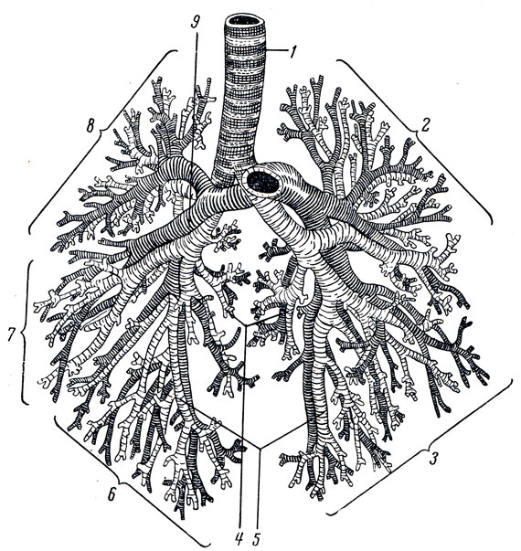 . 157.         . 1 - trachea; 2 - lobus superior; 3 - lobus inferior; 4 -   ; 5 -  ; 6 - lobus inferior; 7 - lobus medius; 8 - lobus superior; 9 -        