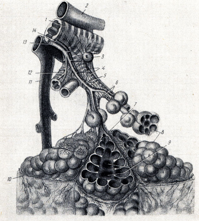 . 159.    (  - ). 1 - bronchus lobularis; 2 -  a. Pulmonalis; 3 - lymphonodus pulmonalis; 4 - vasa lymphatica; 5, 12 - bronchioh lerminales; 6 - bronchioli respiratorii; 7, 9 - ductus aIveolares; 8 - alveoli pulmonum; 10 - pleura; 11 -  v. pulmonalis; 13 -  a. bronchialis; 14 -  v. bronchfilis