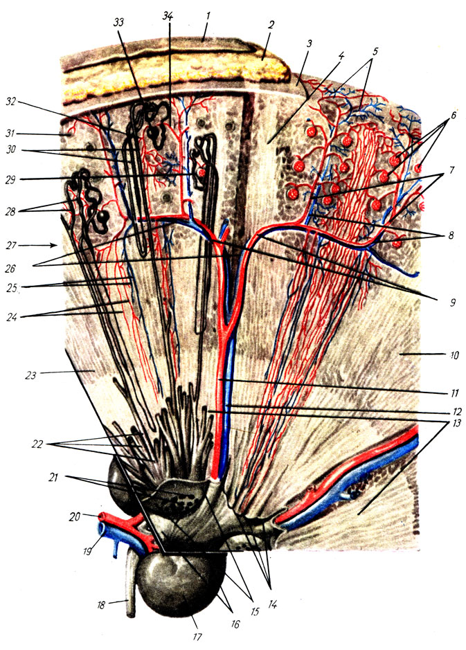 . 164.   (,  . . ). 1 - fascia renalis; 2 - capsula adiposa; 3 - capsula fibrosa; 4 - pars radiata; 5 - vv. Stellatae; 6 - glomeruli; 7 - aa. interlobulares; 8 - vv. interlobulares; 9 - aa. arcuatae: 10 - pyramis; 11 - a. interlobaris renis; 12 - v. interlobaris; 13 - pyramides renales; 14 - papilla renalis; 15 - area cribrosa; 16 - calyces renales minores; 17 - ren; 18 - ureter; 19 - v. renalis; 20 - a. renalis; 21 - foramina papillaria; 22 - ductus papillares; 23 - medulla renis; 24 - arteriolae rectae; 25 - venulae rectae; 26 - vv. arcuatae; 27 -      ; 28 - tubuli renales contorti; 29 - capsula glomeruli; 30 - tubuli renales recti: 31 - pars convoluta; 32 - vas efferens; 33 - corpusculum renis; 34 - vas afferens