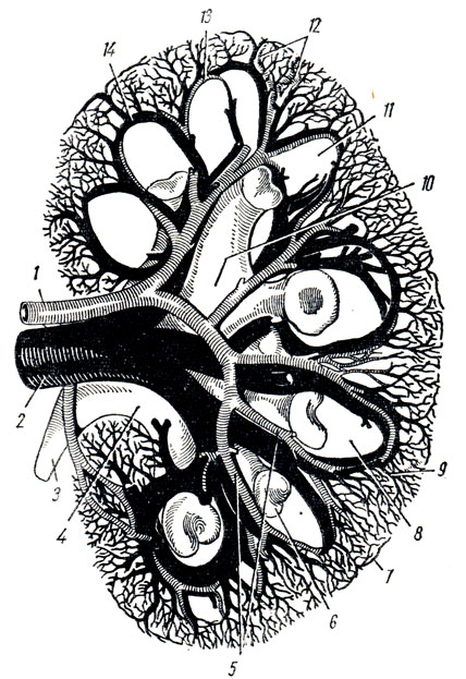 . 167.       ( F. Kadar,   - ). 1 - a. renalis; 2 - v. renalis; 3 - ureter; 4 - pelvis renalis; 5 - aa. interlobares; 6 - calyx renalis minor; 7 - v. stellata; 8, 11 - pyramides renales; 9 - v. interlobularis; 10 - calyx renalis major; 12 - aa. interlobulares; 13 - a. arcuata; 14 - v. arcuata