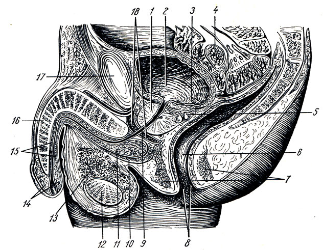 . 176.      . 1 - prostata; 2 - vesica urinaria; 3 - ostium ureteris; 4 - intestinum tenue; 5 - vesicula seminalis; 6 - rectum; 7 - m. sphincter ani externus; 8 - anus; 9 - urethra (pars membranacea); 10 - m. bulbospongiosus; 11 - bulbus penis; 12 - testis; 13 - plexus pampiniformis; 14 - glans penis; 15 - corpus sponl giosum penis; 16 - corpus cavernosum penis; 17 - symphysis pubica; 18 - diaphragm a urogenitale