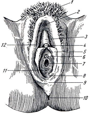 . 183.    . 1 - mons pubis; 2 - commissura labiorum ant.; 3 - preputium clitoridis; 4 - glans clitoridis; 5 - labium minus pudendi; 6 - ostium urethrae ext.; 7 - ostium vaginae; 8 - vestibulum vaginae; 9 - commissura labiorum post.; 10 - anus; 11 - hymen; 12 - labium majus pudendi