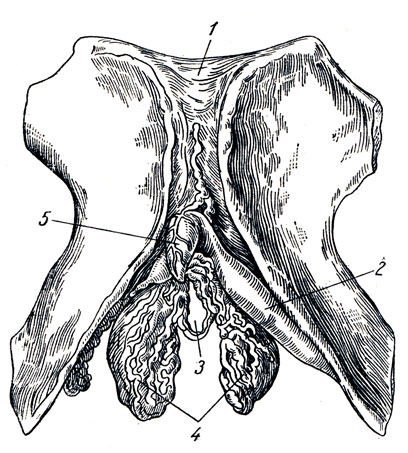 . 184.     . 1 - symhysis pubica; 2 - corpus cavernosum clitoridis; 3 -    ; 4 - bulbus vestibuli; 5 - clitoris