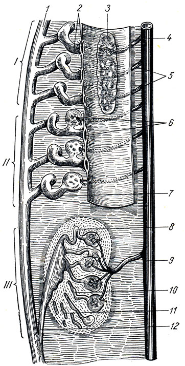 . 185.   . I - pronephros; II - mesonephros; III - metanephros; 1 - ductus mesonephricus; 2 -    ; 3 -  ; 4 - aorta; 5 -    ; 6 -     ; 7 -     ; 8 -     ; 9 - a. renalis; 10 -   ; 11 -  ; 12 - ureter
