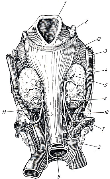. 192.  . 1 - epiglottis; 2 - cornu superius cartilaginis thyreoideae; 3 - a. carotis communis; 4 - lobus dexter gl. thyreoideae; 5 - gl. parathyreoidea superior dextra; 6 - gl. parathyreoidea inferior dexfra; 7 - a. subclavia dextra; 8 - esophagus; 9 - trachea; 10 - n. laryngeus inferior; 11 - a. thyreoidea inferior; 12 - a. thyreoidea superior