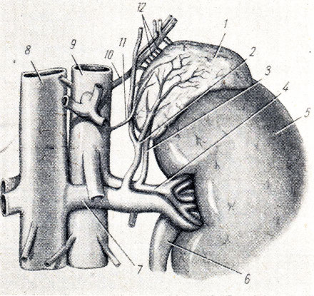 . 195.  , ,  ( . . ). 1 - glandula suprarenalis; 2 - v. suprarenalis sin.; 3 - a. suprarenalis inf.; 4 - a. renalis; 5 - ren; 6 - ureter; 7 - v. renalis; 8 - v. cava inferior; 9 - aorta; 10 - a. phrenica inf.; 11 - a. suprarenalis media; 12 - aa. suprarenales sup
