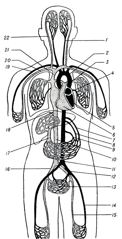 . 199.   (  - ). 1 - a. carotis comm.; 2 - arcus aortae; 3 - a. pulmonalis; 4 - v. pulmonalis; 5 - ventriculus sin. cordis; 6 - ventriculus dext. cordis; 7 - truncus celiacus; 8 - a. mesenterica sup.; 9 - a. mesenterica inf; 10 - v. cava inf.; 11 - aorta; 12 - a iliaca comm.; 13 - vasa pelvina; 14 - a. femoralis; 15 - v. femoralis; 16 - v. iliaca comm.; 17 - v. portae; 18 - vv. hepaticae; 19 - a. subclavian 20 - v. subclavia; 21 - v. cava sup.; 22 - v. jugur laris int