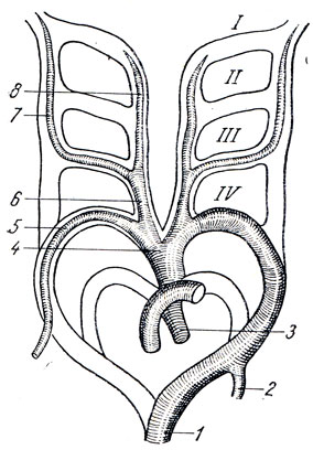 . 201.    . 1 - aorta descendens; 2 - a. subclavia sin.; 3 - aorta ascendens; 4 - truncus brachiocephalicus; 5 - a. subclavia dext.;  - a. carotis communis dext.; 7 - a. carotis int., 8 - a. carotis ext