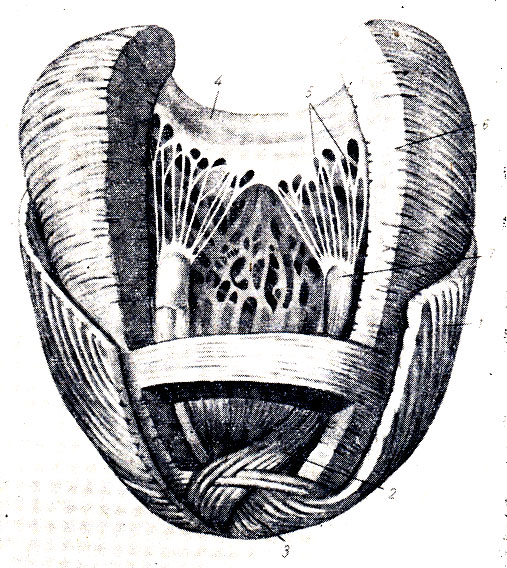 . 207.   -   (  - ). 1 -  ()  ; 2 -  ()  ; 3 - vortex cordis; 4 - cuspis valvae bicuspidalis; 5 - chordae tendineae; 6 -  ()  ; 7 - m. papillaris