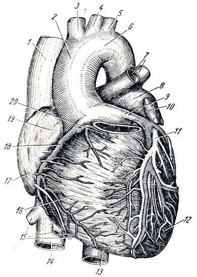 . 209.   .  . 1 - v. cava superior; 2 - aorta ascendens; 3 - truncus brachiocephalicus; 4 - a. carotis communis sinistra; 5 - a. subclavia sinistra; 6 - arcus aortae; 7 - vv. pulmonales sin.; 8 - atrium sinistrum; 9 - a. coronaria sinistra; 10 - auricula sinistra; 11 - v. cordis magna; 12 - ventriculus sinister; 13 - aorta descendens; 14 - v. cava inferior; 15 - vv. hepaticae dextra et sinistrae; 16 - ventriculus dexter; 17 - atrium dextrum; 18 - a. coronaria dextra; 19 - auricula dextra; 20 - conus arteriosus