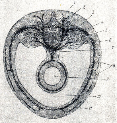 . 235.   . 1 -  ; 2 - ramus dorsalis; 3 -   ; 4 - ramus ventraiis; 5 - ; 6 -  ; 7 - ; 8 -   ; 9 -  ; 10 -  ; 11 -   