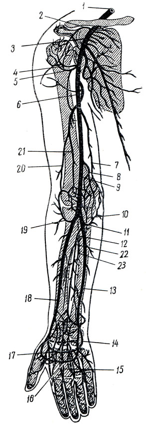 . 236.     ();      . 1 - a. subclavia; 2 - a. thoracoacromial; 3 - a. axillaris; 4 - a. circumflexa humeri anterior; 5 - a. circumflexa humeri posterior; 6 - a. profunda brachii; 7 - a. collaterals ulnaris superior; 8 - a. collateralis ulnaris inferior; 9 - a. brachialis; 10 - a. interossea recurrens; 11 - a. recurrens ulnaris; 12 - a. interossea communis; 13 - a. ulnaris; 14 - ramus palmaris profundus a. ulnaris; 15 - aa. digitalis palmares communes; 16 - arcus palmaris superficialis; 17 - arcus palmaris profundus; 18 - a. radialis; 19 - a. recurrens radialis; 20 - a. ccllateralis radialis; 21 - a. collaterals media; 22 - a. interossea ant.; 23 - a. interossea post