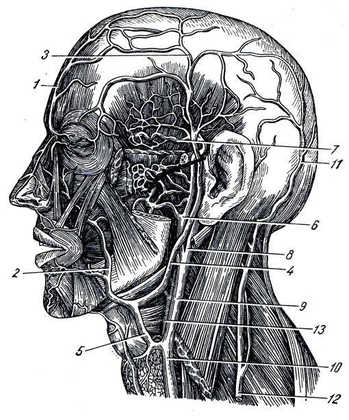 . 241.  . 1 - v. supraorbital; 2, 5 - v. facialis; 3 - v. temporalis superficial; 4 - v. retromandibula-ris; 6 - v. maxillaris; 7 - vv. temporales medii; 8, 9, 10 - V. jugularis int.; 11 - v. occipitalis; 12 - v. jugularis ext.; 13 - a. carotis ext
