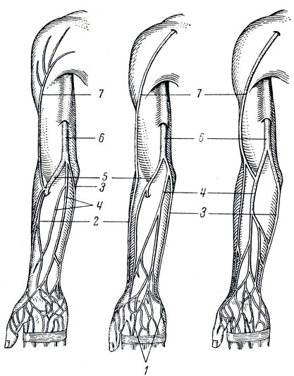 . 242.    ,  ()  ( v. mediana cubiti  ). 1 - rete venosum palmare; 2 - v. cephalica; 3 - v. basilica; 4 - v. mediana antebrachii; 5 - v. mediana cubiti; 6 - v. basilica; 7 - v. cephalica