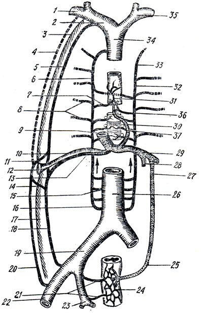 . 246.  . 1 - v. subclavia; 2 - v. brachiocephalica dextra; 3 -  ; 4 - v. thoracoepigastrica; 5 - v. thoracica interna; 6 - v. azygos; 7 - v. esophagea; 8 - vv. intercostales post.; 9 - v. portae, 10 -  v. umbilicalis; 11, 14 - vv. paraumbilicales; 12 - ; 13 -   v. umbilicalis; 15 - v. lumbalis; 16 - v. lumbalis ascendens; 17 -  ; 18 - v. epigastrica inferior; 19 - v. iliaca communis; 20 - v. epigastrica superficialis; 21 - vv. rectales media et inferior; 22 - v. femoraiis; 23 - v. iliaca interna; 24 - plexus rectalis; 25 - v. rectalis superior; 26 - v. cava inferior; 27 - v. mesenterica inferior; 28 - v. mesenterica superior; 29 - v. portae; 30, 31 -  ; 32, 33 - v. hemiazygos accessoria; 34 - v. cava superior; 35 - v. brachiocephalica sinistra; 36 - v. hemiazygos; 37 - v. gastrica
