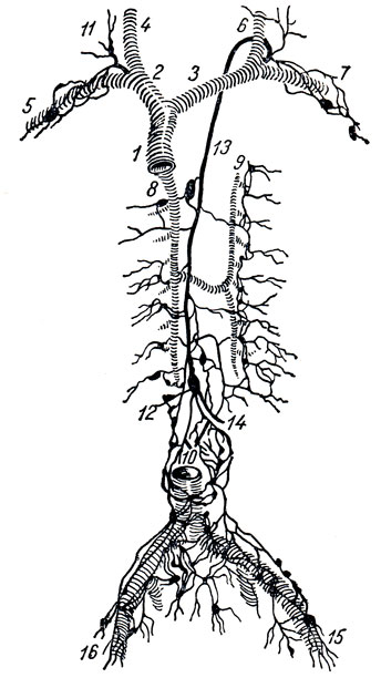 . 253.       . 1 - v. cava superior; 2 - v. brachiocephalica dextra; 3 - v. brachiocephalica sinistra; 4 - v. jugularis interna dextra; 5 - v. subclavia dextra; 6 - v. jugularis interna sinistra; 7 - v. subclavia sinistra; 8 - v. azygos; 9 - v. hemiazygos accessoria; 10 - trunci lymphatici lumbales dext. et sin.; 11 - ductus lymphaticus dexter; 12 - ,     ; 13 - ductus thoracicus; 14 - truncus lymphaticus intestinalis; 15 -      ; 16 -      