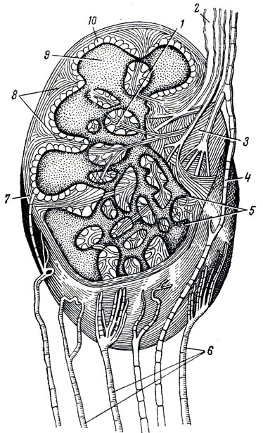 . 254.   (),      . 1 - ; 2 -   ; 3 -  ; 4 -      ; 5 -  ; 6 -   ; 7 -  ; 8 - reticulum; 9 -  ; 10 -  
