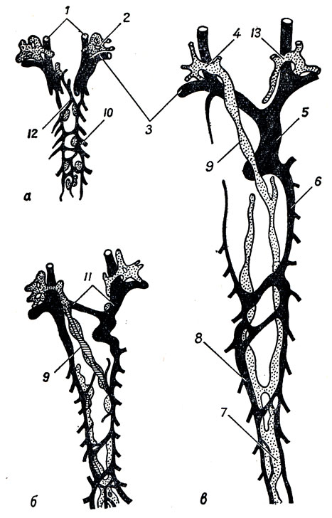 . 256.        (   ).  -       (2)    ;  -         (  );  -            1 - vv. jugulares internae; 2 - sacculus lymphaticus jugularis; 3 - vv. subclaviae; 4 -   ductus thoracicus; 5 - v. cava superior; 6 - v. azygos; 7 - cisterna chyli; 8 - v. hemiazygos; 9 - ductus thoracicus ( ); 10 - v. cardinalis posterior; 11 - vv. brachiocephalicae; 12 - v. obliqua; 13 -   