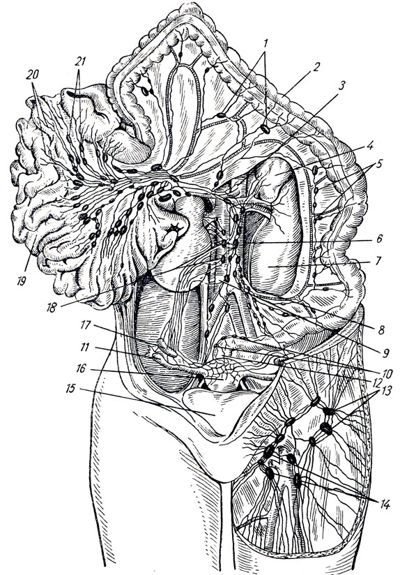 . 257.      . 1, 5 - nodi lymph, colici; 2 - colon transversum; 3 - a. mesenterica sup.; 4 - glandula suprarenalis; 6 - ; 7 -  ; 8 - a. mesenterica inf.; 9 - v. cava inf.; 10 -    ; 11 - tuba uterina; 12 - rectum; 13 - nodi lymph, inguinales superf.; 14 - nodi lymph, inguinales superf.; 15 - vesica urinaria (); 16 - uterus; 17 - ovarium; 18 - nodi lymph, lumbales; 19 - intestinum tenue; 20 -   ; 21 - nodi lymph, mesenterici