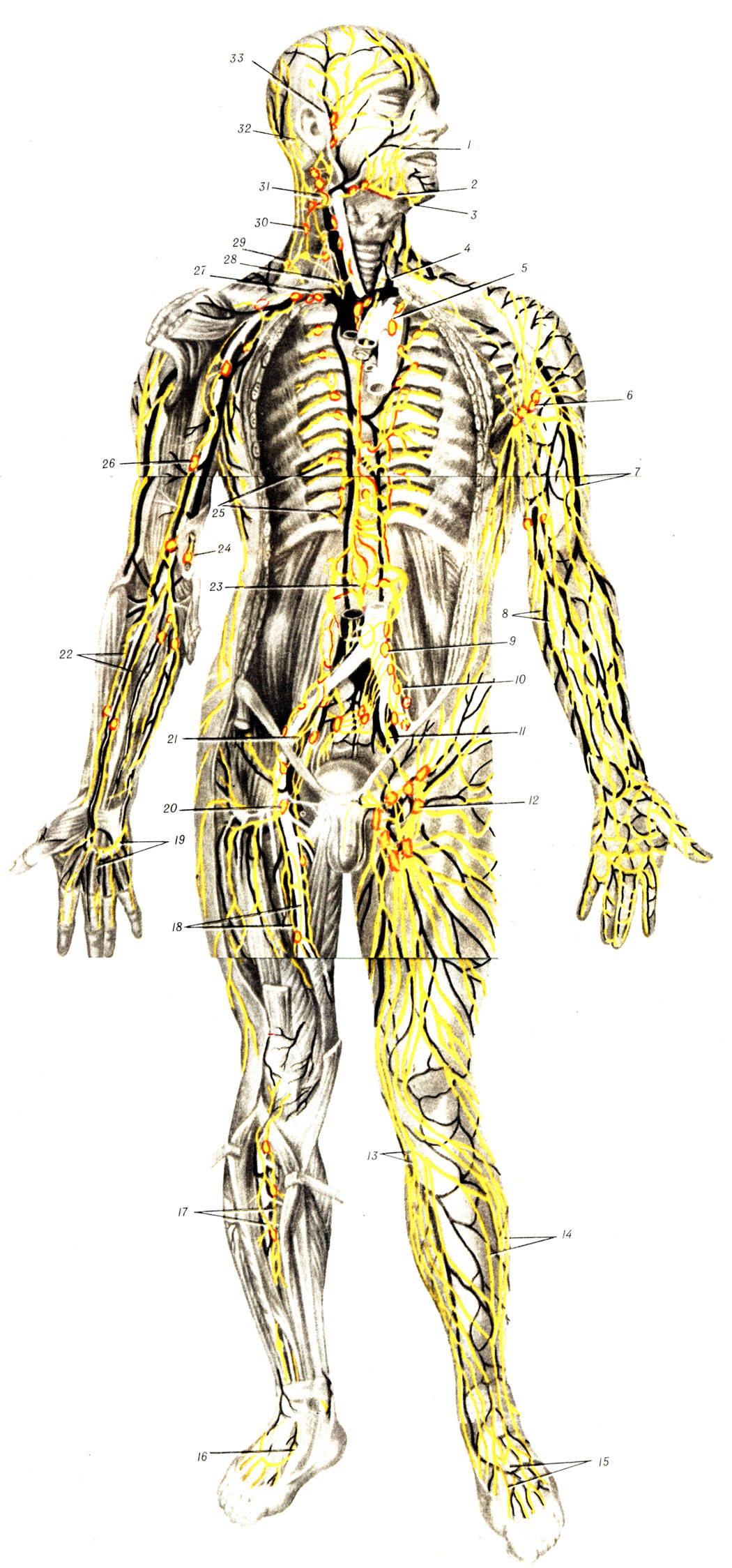. 255.    ( . . ). 1 -   ; 2 - nodi lymphatici submandibulars; 3 - nodi lymphatici submentales; 4 -   ; 5 - nodi lymphatici mediastinales ant.; 6 - nodi lymph, axillares; 7 -    ,    v. ffphgHee; 8 -      ; 9 - nodi lymph. lumbales: 10 - nodi lymph, illari externi; 11 - nodi lymph, iliaci interni (hypogastrici BNA); 12 - nodi lymph, inguinales superf.; 13 -      ; 14 -      ; 15 -    ; 16 -    ,  ; 17 -    ; 18 -    ; 19 -    ; 20 - nodi lymph, inguinales profundi; 21 - nodi lymph iliaci; 22 -    ; 23 - ductus thoracicus; 24 - nodi lymph, cubitales superficiales; 25 - nodi lymph, intercostales   ,   ; 26 - nodi lymph, brachiales; 27 - truncus subclavius; 28 - truncus jugularis; 29, 30 - nodi lymph, cervicales profundi (    a. transversa colli u n. accessonus); 31 - nodus lymphaticus jugulodigastricus; 32 - nodus lymph, retroauricularis; 33 - nodi lymph, parotidei