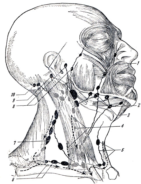 . 260.            (    ). 1 - ,   ln. buccalis; 2 - lnn. submentales; 3 - lnn. submandibulars; 4 - lnn. cervicales prof, superiores; 5 - lnn. cervicales ant. superficiales; 6 - lnn. cervicales prof, inferiores (supraclaviculares); 7 - lnn. cervicales laterales; 8 - lnn. parotidei; 9 - lnn. retroauriculares; 10 - lnn. occipitales