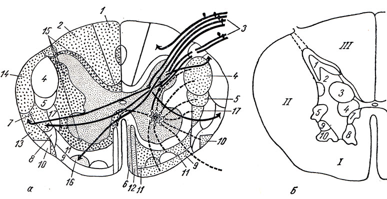 . 270.  -        .      ,  -   ; 1 - fasciculus gracilis (Goll); 2 - fasciculus cuneatus (Burdagh); 3 - radix posterior; 4 - tractus corticospinalis {lateralis; 5 - tractus rubrospinalis; 6 - tractus tectospinalis; 7 - tractus spinothalamicus lateralis; 8 - tractus spinotectalis; 9 - tractus vestibulospinalis; 10 - tractus olivospinalis; 11 - tractus reticulospinalis; 12 - tractus corticospinalis anterior; 13 - tractus spinocerebellars anterior (Gowers); 14 - tractus spinocerebellars posterior (Flechsig); 15 - fasciculi proprii; 16 - tractus spinothalamicus anterior; 17 - tractus thalamospinalis;  -    ;    (  ); 1 - substantia gelatinosa (Rolandi); 2 - nucleus proprius cornu post.; 3 - nucleus thoracicus (  - ); 4 - nucleus intermediomedialls; 5 - nucleus intermediolateralis; 6, 7, 8, 9, 10 -     ; I, II, III - ,      