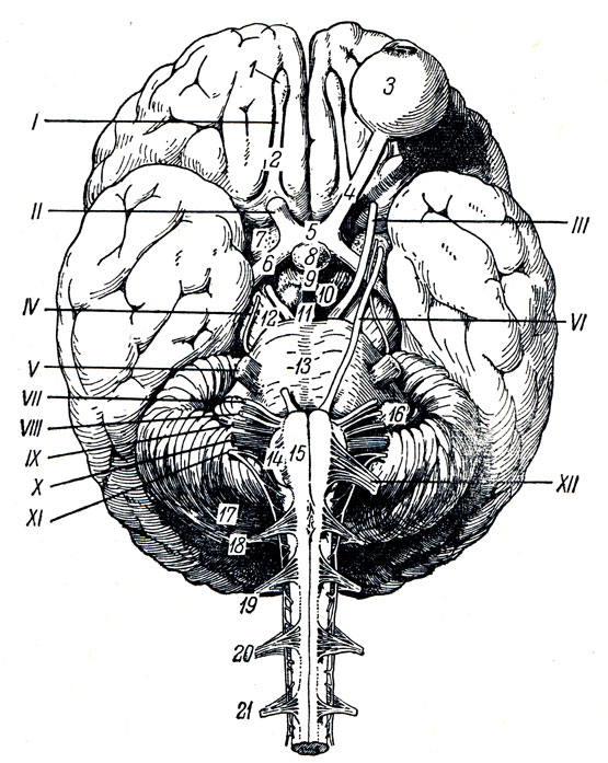 . 272.    . I - tracius olfactorius; II - n. opticus; III - noculomotorius; IV - n. trochlears; V - n. trigeminus; VI - n. abducens; VII - n. facialis; VIII - n. vestibulocochlearis; IX - n. glossopharyngeus X - n. vagus; XI - n. accessorius; XII - n. hypoglossus; 1 - bulbus olfactorius; 2 - tractus olfactorius; 3 - bulbus oculi sinistri; 4 - n opticus; 5 - chiasma opticum; 6 - tractus opticus; 7 - substantia perforata ant.; 8 - hypophysis; 9 - tuber cinereum; 10 - corpus mamillare; 11 - substantia perforata post.; 12 - pedunculus cerebri; 13 - pons; 14 - oliva; 15 - pyramis; 16 - flocculus; 17 - cerebellum; 18, 19, 20, 21 -     