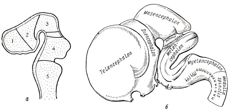 . 273.    ().  -   : 1 -   (telencephalon -  ); 2 -   (diencephalon -  ); 3 -   (mesencephalon -  ); 4 -   (metencephalon -       ); 5 -   (myelencephalon -  );      -  (isthmus),  -    ( . . )