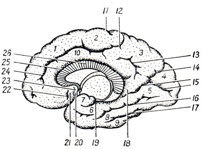 . 275.      . 1 - gyrus frontalis superior; 2 - lobulus paracentralis; 3 - precuneus; 4 - cuneus; 5 - gyrus lingualis; 6 - gyrus parahippocampalis; 7 - uncus; 8 - gyrus occipitotemporal med.; 9 - gyrus occipitotmporalis lat.; 10 - gyrus cinguli; 11 - sulcus centralis; 12, 24 - sulcus cinguli; 13 - sulcus subparietalis; 14 - sulcus parietooccipitalis; 15 - sulcus calcarinus; 16 - sulcus collateralis; 17 - sulcus occipitotemporalis; 18 - isthmus gyri cinguli; 19 - sulcus hippocampi; 20 - gyrus subcallosus; 21 - area olfactoria; 22 - sulcus olfactorius anterior; 23 - sulcus olfactorius posterior; 25 - sulcus corporis callosi; 26 - corpus callosum