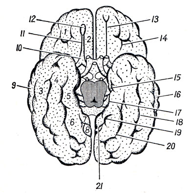 . 276.    . 1 - gyri orbit ales; 2 - gyrus rectus; 3, 4 - gyrus occipitotemporales medialis et lateralis; 5 - gyrus parahippocampalis; 6 - gyrus occipitotemporalis medialis; 7 - isthmus gyri cinguli; 8 - cuneus; 9 - gyrus temporalis medius; 10 - trigonum olfactorium; 11 - tractus olfactorius; 12 - bulbus olfactorius; 13 - sulcus olfactorius; 14 - sulci orbitales; 15 - uncus gyri parahippocampalis; 16 - sulcus temporalis inferior; 17 - sulcus hippocampi; 18 - sulcus occipitotemporalis; 19 - sulcus calcarinus; 20 - sulcus collateralis; 21 - sulcus parietooccipitalis
