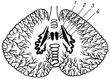 . 281.   (). 1 - nucleus fastigii; 2 - nucleus globosus; 3 - nucleus emboliformis; 4 - nucleus dentatus