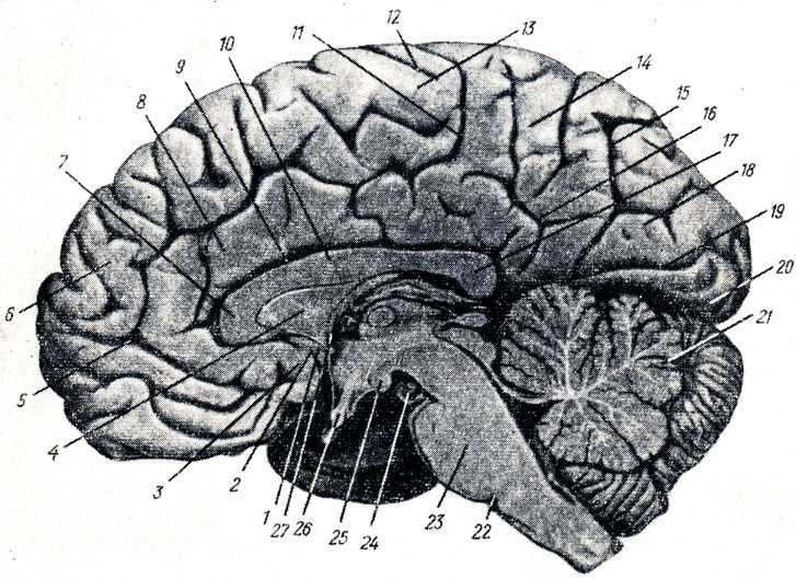 . 282.     ,    .  ; IV . 1 - gyrus subcallosus; 2 - sulcus olfactorius posterior; 3 - area olfactoria; 4 - septum pellucidum; 5, 11 - sulcus cinguli; 6 - gyrus frontalis superior; 7 - genu corporis callosi; 8 - gyrus cinguli; 9 - sulcus corporis callosi; 10 - truncus corporis callosi; 12 - sulcus centralis (Rolandi); 13 - lobulus paracentralis; 14 - precuneus; 15 - sulcus parietooccipitalis; 16 - sulcus subparietalis; 17 - splenium corporis callosi; 18 - cuneus; 19 - sulcus calcarinus; 20 - gyrus occipitotemporal medialis; 21 -   ; 22 -   ; 23 - pons; 24 - n. oculomotorius; 25 - corpus mamillare; 26 - chiasma opticum; 27 - fornix (columna)