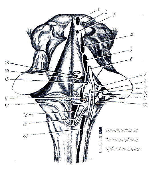 . 283.      . 1 - nucleus n. oculomotorii; 2 - nucleus accessorius n. oculornotorii; 3 - nucleus n. trochlearis; 4 - nucleus tractus mesencephali n. trigemini; 5 - nucleus motorius n. trigemini; 6 - nucleus sensorius principalis n. trigemini; 7 - nucleus vestibularis superior; 8 - nucleus tr. solitarii (X, IX); 9 - nucleus cochlearis ventralis; 10 - nucleus vestibularis lateralis; 11 - nucleus cochlearis dorsalis; 12 - nucleus ves tibularis medialis; 13 - nucleus n. abducentis; 14 - nucleus n. facialis; 15 - nucleus salivatorius superior; 16 - nucleus ambiguus; 17 - nucleus salivatorius inferior; 18 - nucleus n. hypoglossi; 19 - nucleus dorsalis n. vagi; 20 - nucleus n. accessorii