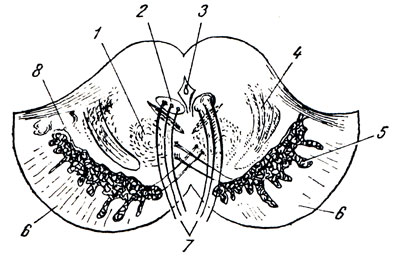 . 284.     . 1 - nucleus ruber; 2 - nucleus n. oculomotorii; 3 - aqueductus cerebri; 4 - lemniscus medialis; 5 - substantia nigra; 6 - crus cerebri; 7 - n. oculomotorius, 8 - tegmentum pedunculi