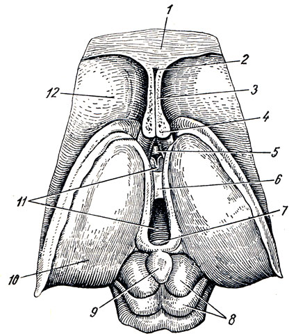 . 285.     . 1 - corpus callosum; 2 - cavum septi pellucidi; 3 - septum pellucidum; 4 - fornix (  ); 5 - comissura anterior; 6 - adhesio interthala mica; 7 - comissura posterior; 8 - tectum raesencephali (lamina tecti); 9 - corpus pineale; 10 - thalamus; 11 - ventriculus tertius; 12 - nucleus caudatus (caput)