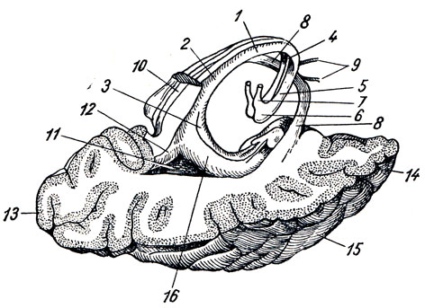 . 288. ,    . 1 - corpus fornicis; 2 - cms fornicis; 3 - fimbria hippocampi; 4, 5 - columna fornicis; 6 - corpus mamillare; 7 - fasciculus thalamomamillaris (Vicq - d'Azyr); 8, 9 - comissura anterior; 10 - splenium corporis callosi; 11 - trigonum collaterale; 12 - calcar avis; 13 - polus occipitalis; 14 - polus temporalis; 15 - gyrus temporalis medius; 16 - hippocampus